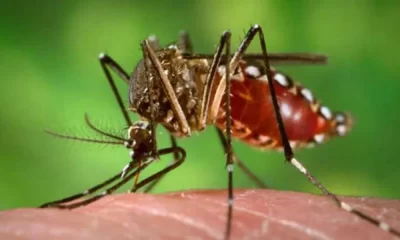 The Disease Dengue Fever Is Transmitted By Mosquitoes And Can Be Fatal