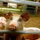 Confirmation Of Human Swine Flu Case In The United Kingdom