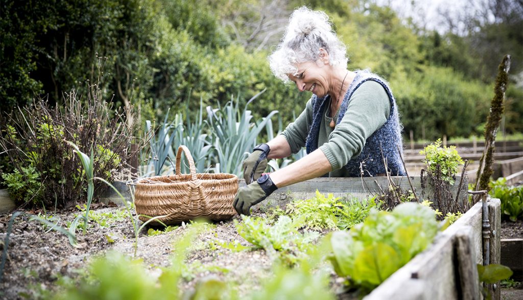 Organic Garden