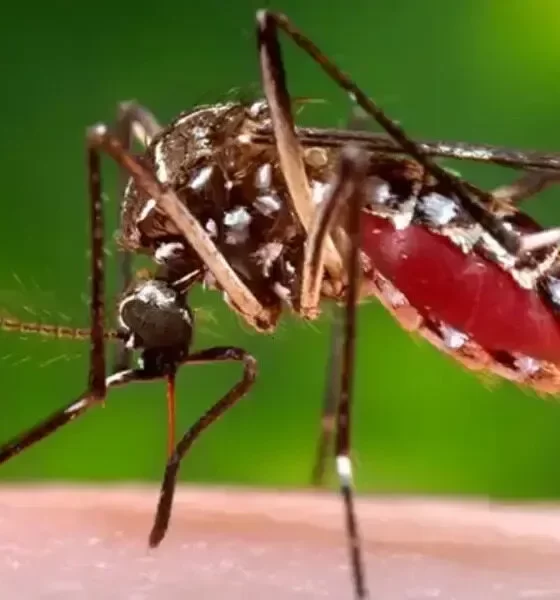 Dengue Cases Rise 10% Worldwide, WHO Says