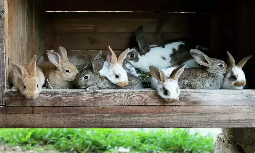 All Rabbits At East Bay petting Zoo Died From a Rare Virus.