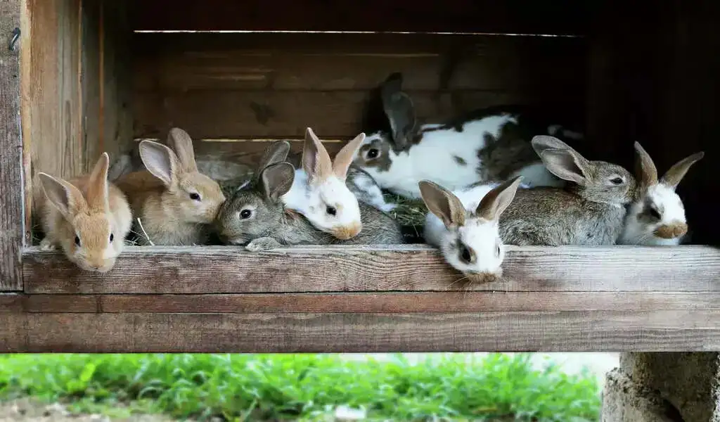 All Rabbits At East Bay petting Zoo Died From a Rare Virus.