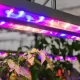 LED grow lights
