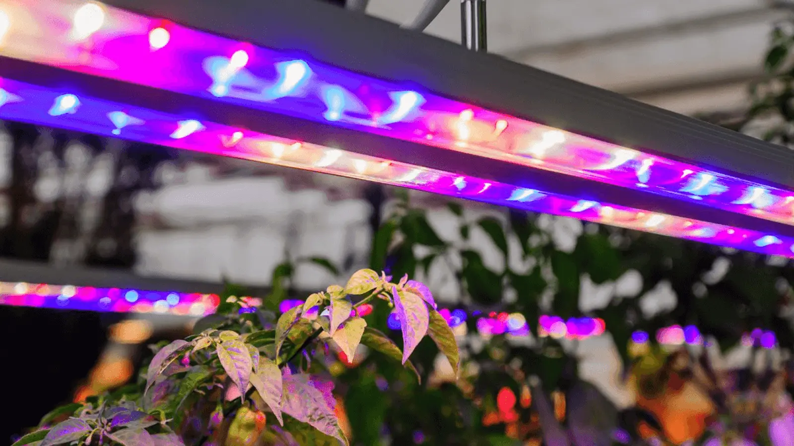 LED grow lights