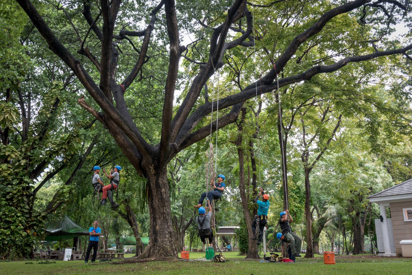 Preserving Chiang Rai's Natural Beauty: The Importance of Tree Trimming and Tree Services