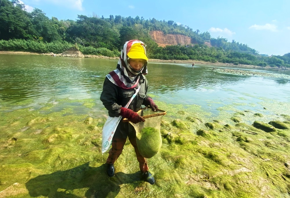 Gai harvesting Mekong River