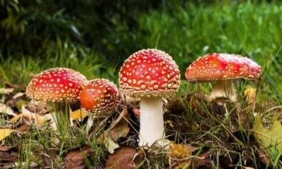 The Healing Power of Amanita Muscaria Unraveling its Therapeutic Potential