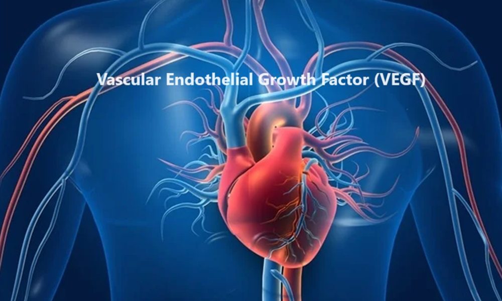 Vascular Endothelial Growth Factor -VEGF Human