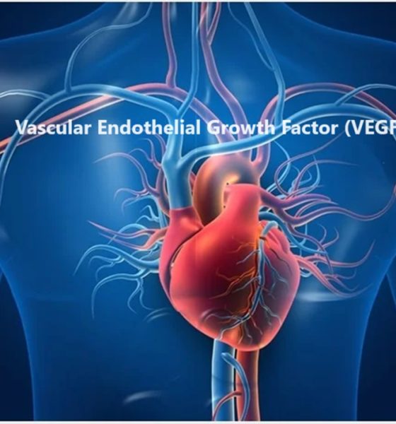 Vascular Endothelial Growth Factor -VEGF Human
