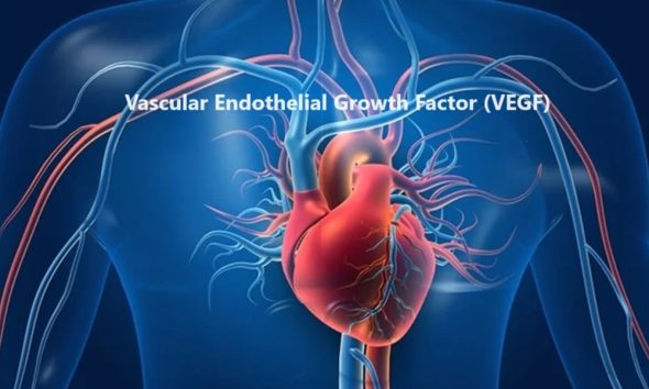 Vascular Endothelial Growth Factor -VEGF Human