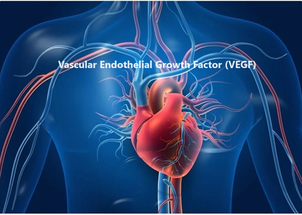 Vascular Endothelial Growth Factor -VEGF Human