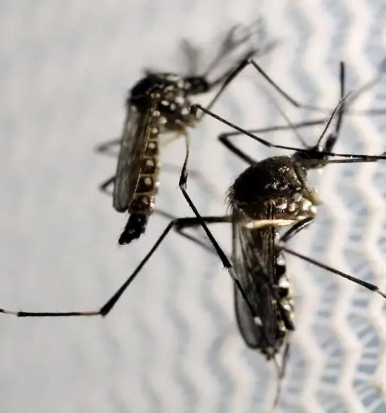 The Evaluation Of Dengue Control Measures Is Currently Underway.