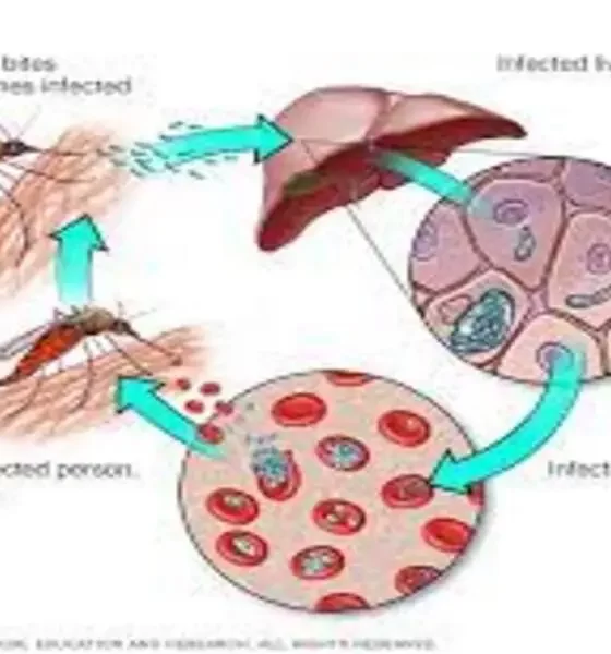 To End Malaria In Africa, a Scientist From Africa Invented Gene Drive Technology.