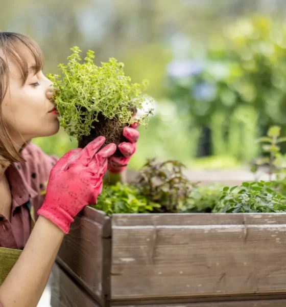 Organic Garden food system