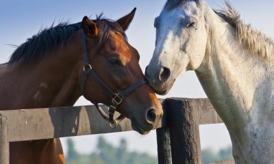 Best Breeds From Funny Horse Pictures