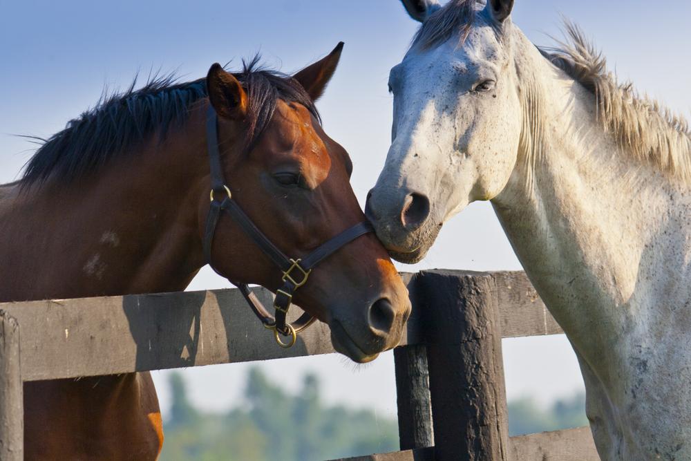 Best Breeds From Funny Horse Pictures