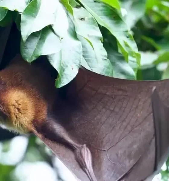 A Recently Discovered Bat Virus in Thailand What You Need to know