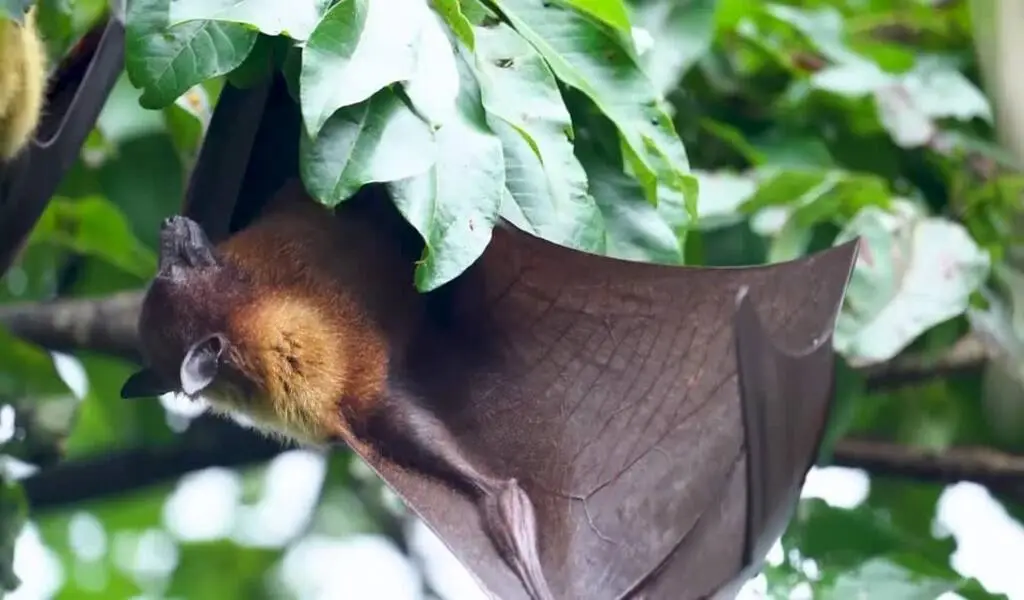 A Recently Discovered Bat Virus in Thailand What You Need to know