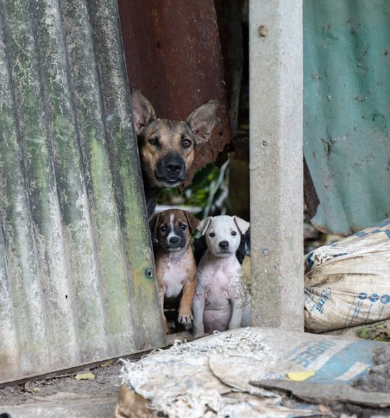 Soi Dog Foundation and BMA Unite to Help Homeless Animals
