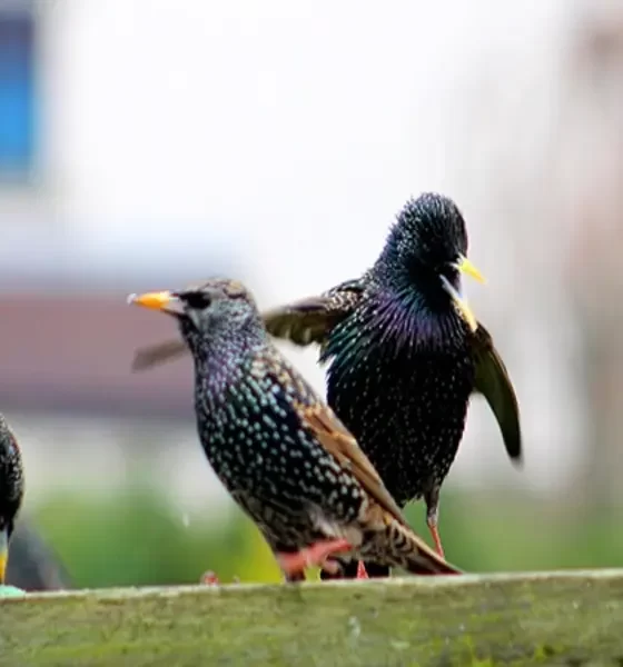 Common Birds That Affect Businesses: A Closer Look