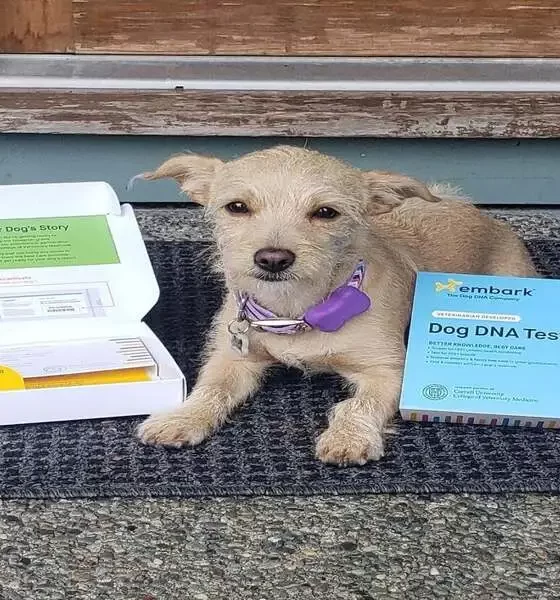 How to Pawsitively Elevate Your Dog's Style: Unleashing Custom Bandana Brilliance