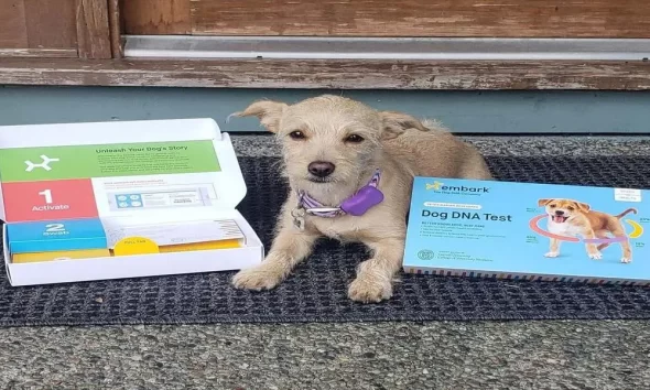 How to Pawsitively Elevate Your Dog's Style: Unleashing Custom Bandana Brilliance
