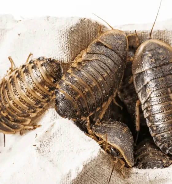 The Pet Owner's Guide to Keeping Dubia Roaches