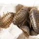 The Pet Owner's Guide to Keeping Dubia Roaches
