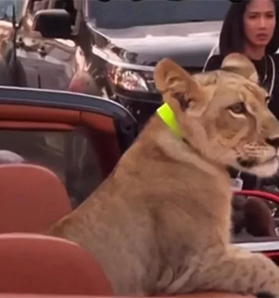 Woman Arrested for Pet Lion Joyride in Pattaya