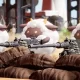 In Just 8 Hours, Palworld Sold Over 1 Million Copies As Steam Servers Struggled