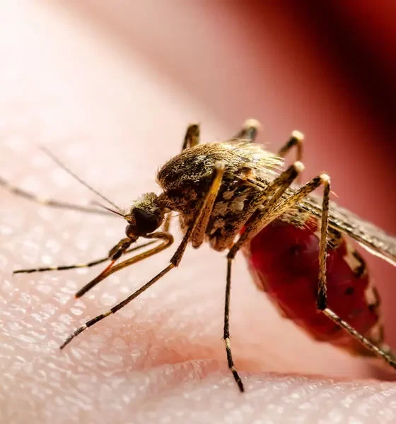 Zika Virus And Childhood Cancer: An Unexpected Alliance