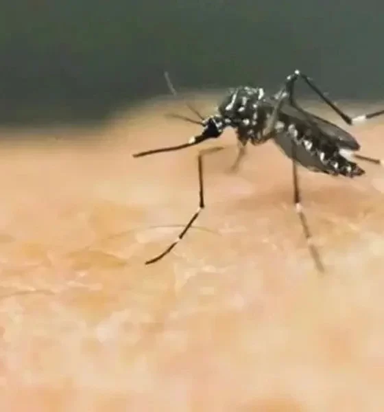 Dengue Cases In Brazil Quadruple Ahead Of Vaccine Campaign