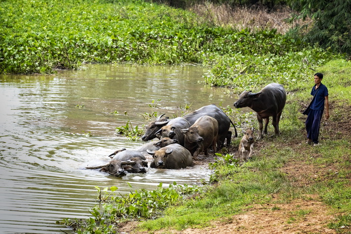 Wiang Nong Lom wetland