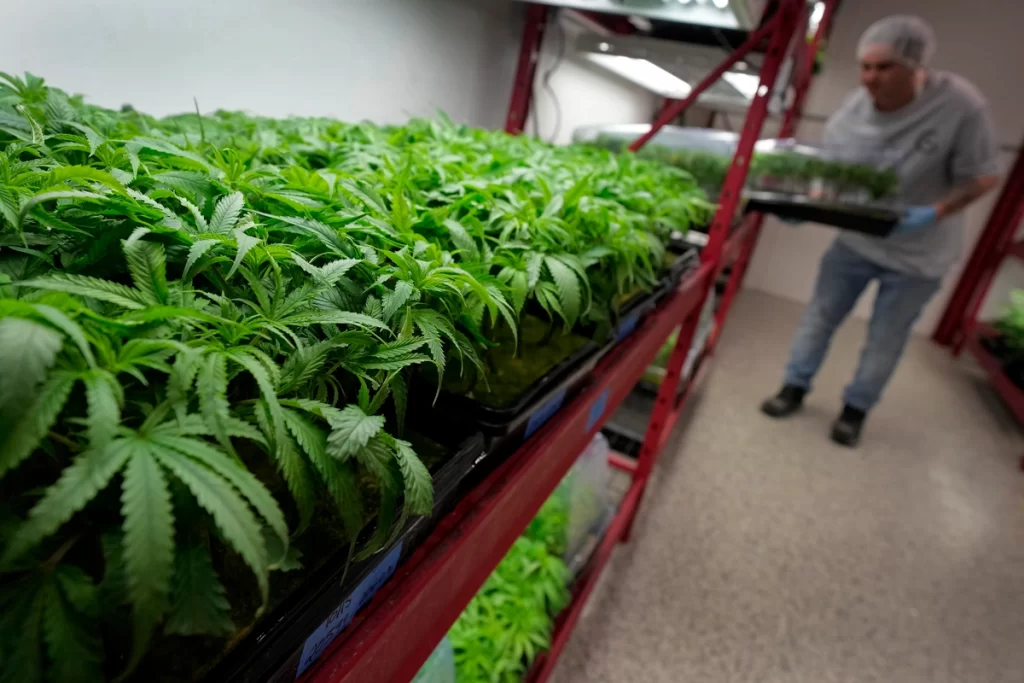 Germany Legalizes the Possession and Growing of Cannabis