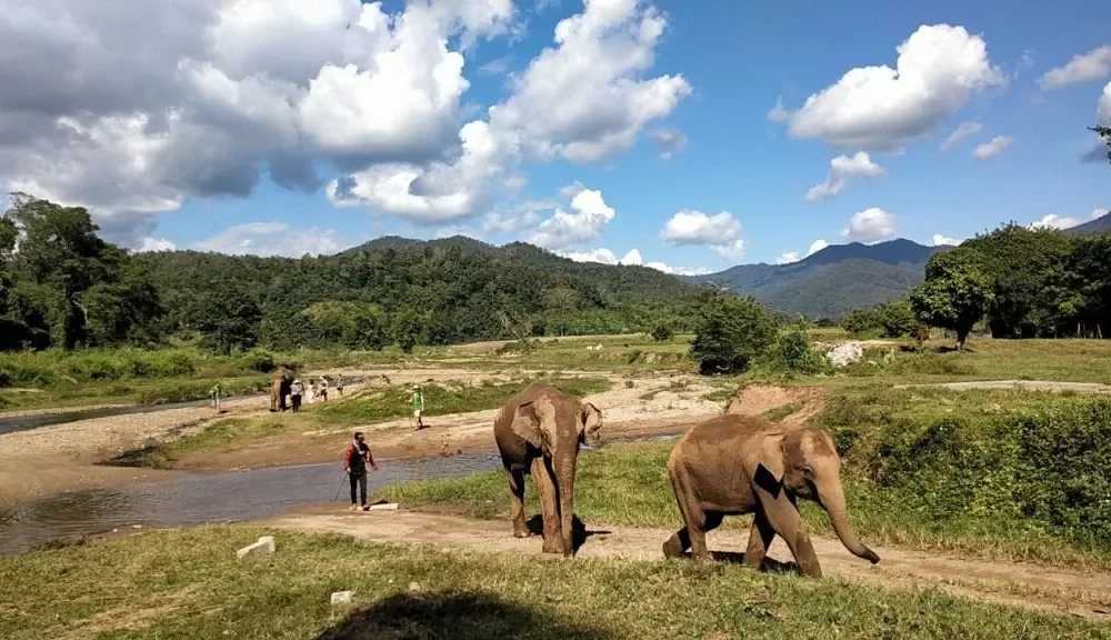 Elephant Sanctuary