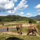 Elephant Sanctuary
