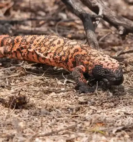 Gila Monster Bite Kills Colorado Man Days Later