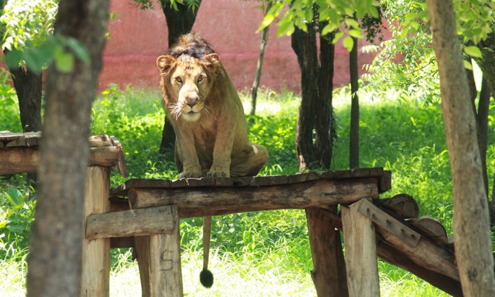 Selfie with zoo Lion