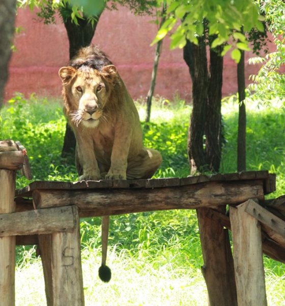 Selfie with zoo Lion