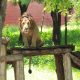 Selfie with zoo Lion