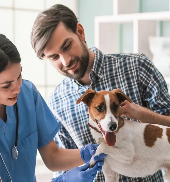 The Vital Role of Regular Veterinary Check-ups in Pet Care