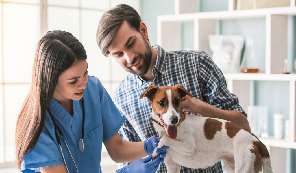The Vital Role of Regular Veterinary Check-ups in Pet Care
