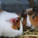 Top Tips for First-Time Small Pet Ownership: Rabbits, Guinea Pigs, and Degus
