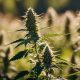 cannabinoid