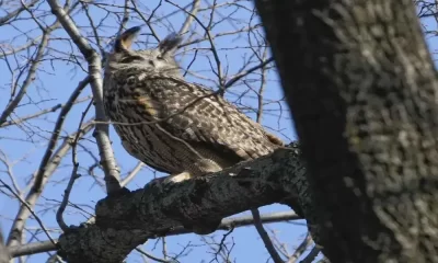 Flaco, The Beloved New York Owl, Died After Colliding With a Building