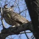Flaco, The Beloved New York Owl, Died After Colliding With a Building