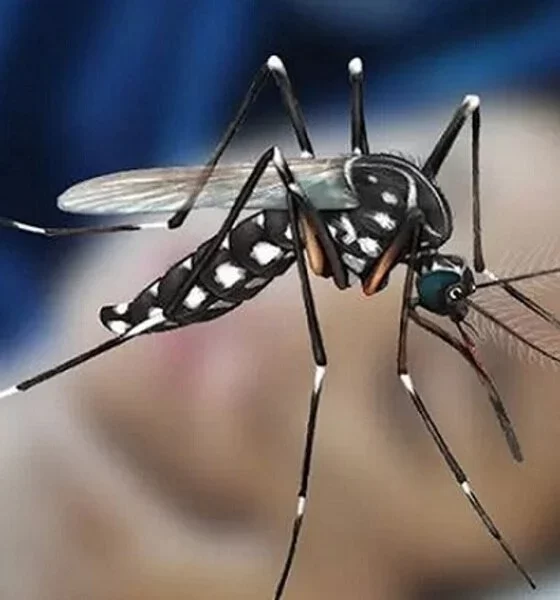 Dengue Cases In Brazil Quadruple Ahead Of Vaccine Campaign