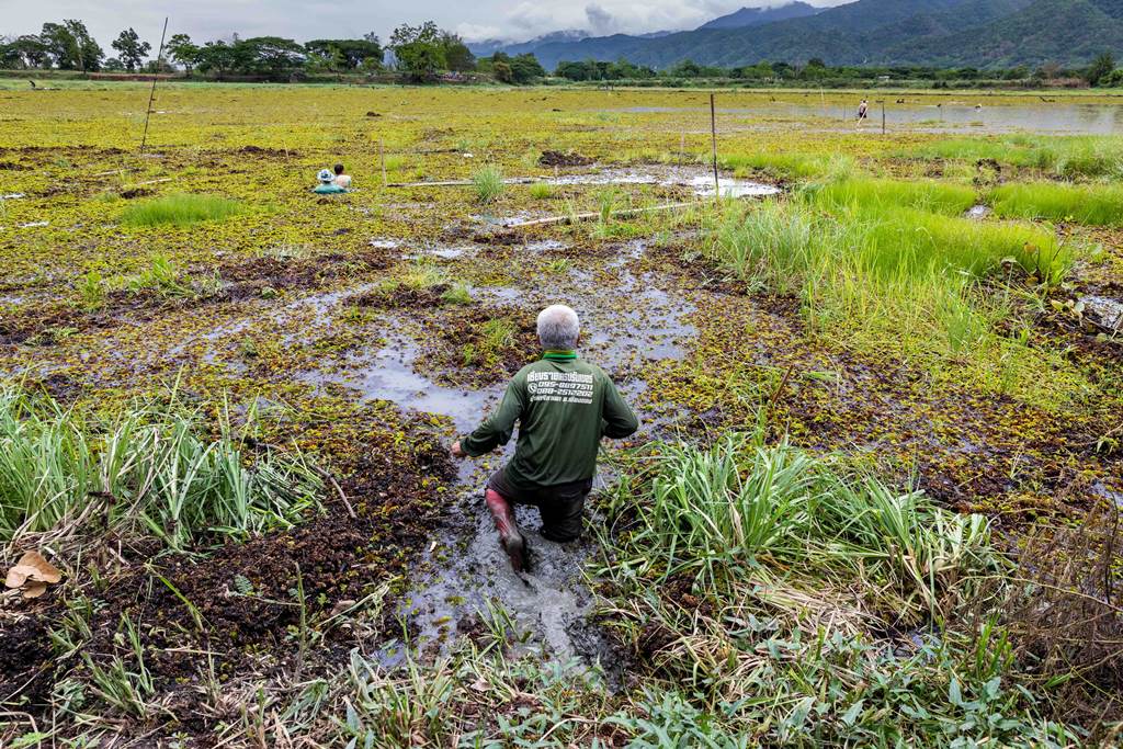 Wiang Nong Lom wetland Chiang Rai
