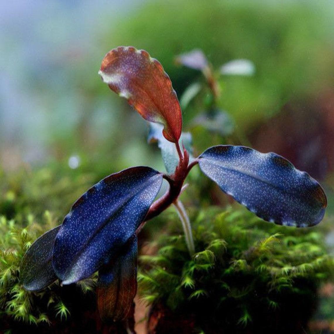 2 bucephalandra micro plants Live aquarium plants Free s/h Live aquatic plants Beautiful Rare image 2