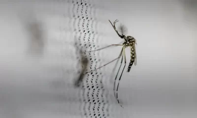 Dengue Outbreak Declares Health Emergency In Puerto Rico
